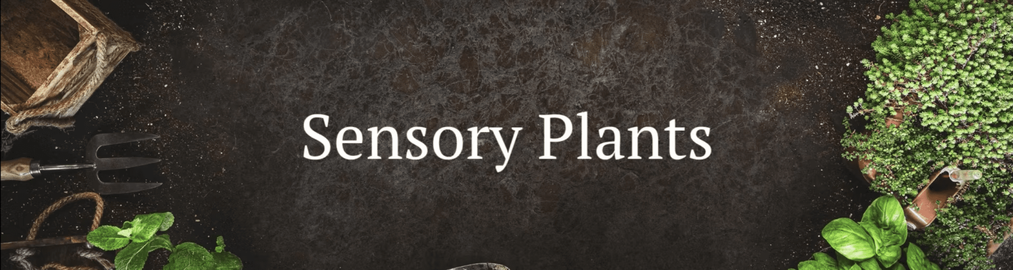 Therapeutic Garden Design - Sensory Plants